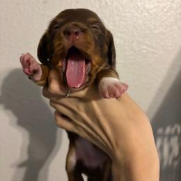 Navi - Piebald female Dachshund puppy in Conroe, Texas from R&M Dachshunds