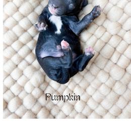 Pumpkin - Black male Poodle puppy in from Pink Poodles and Doodles