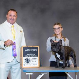 French Bulldog puppies from Eastham’s  Open French Bulldogs