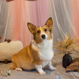 Shawty - Pembroke Welsh Corgi