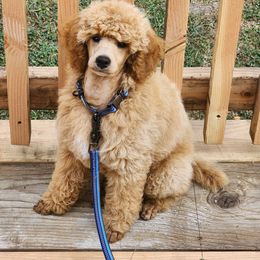 Blue collar boy 2 - Apricot male Poodle puppy in Elma, Washington from Joyful Paw Poodles