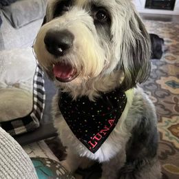 Sheepadoodle Puppies from Oak Valley Kennels