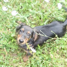 Dachshund Puppies from Lil Weens
