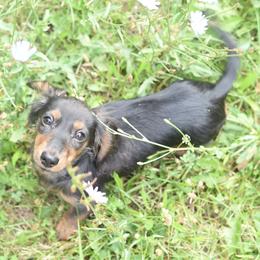 Dachshund Puppies from Lil Weens