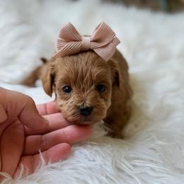 River - Red female Cavapoo puppy in Hardin, Texas from Oodlesoflildoodles