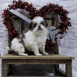 Sal - Sable and white male Japanese Chin puppy in Johnson City, Tennessee from Erin & Friends Japanese Chin