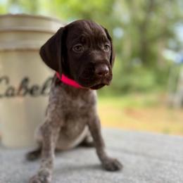 Gabby - Brown and gray female Wirehaired Pointing Griffon puppy in Shelbyville, Texas from AndersonK9Kennels Bayou Beards