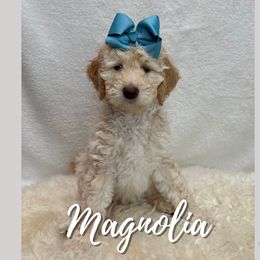 Magnolia - Goldendoodle puppy in Conway, New Hampshire from Arbor Grace Doodles