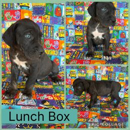 Lunch Box - Blue male Catahoula Leopard Dog puppy in Forbes, Minnesota from North Country Catahoulas