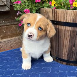Hank - Red merle and white male American Corgi puppy in Stillwater, Oklahoma from Steele Family Farms