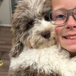 Cavalier King Charles Spaniels, Cocker Spaniels, and Companion Crosses from Cavi Cutie Collective