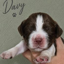 Davy - Liver and white male English Springer Spaniel puppy in Fort White, Florida from Thunderbird Springers