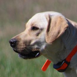 Breeze - Labrador Retriever