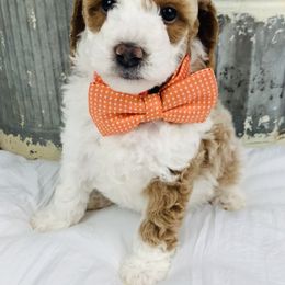 Bernedoodle and Goldendoodle Puppies from Cottrell’s Poodles & Doodles
