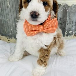 Bernedoodle and Goldendoodle Puppies from Cottrell’s Poodles & Doodles