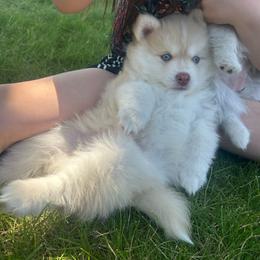 Jinu - Red and white male Pomsky puppy in Coeur D'alene, Idaho from PNW Pomskys