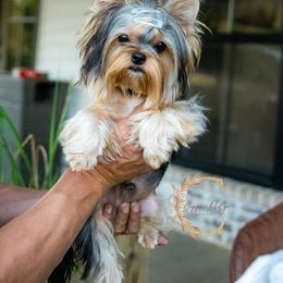 TJ - Black and tan male Yorkshire Terrier puppy in Marmaduke, Arkansas from Copper Ridge Yorkies