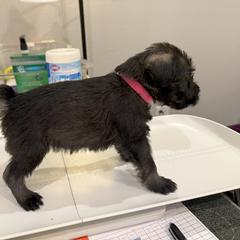 Standard Schnauzer Puppies from Dragos Kennel