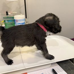 Standard Schnauzer Puppies from Dragos Kennel