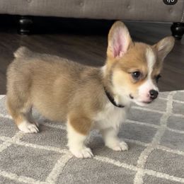 Pembroke Welsh Corgi Puppies from CB Corgis