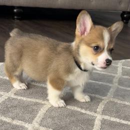 Pembroke Welsh Corgi Puppies from CB Corgis