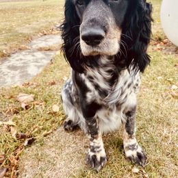 Remi - English Springer Spaniel