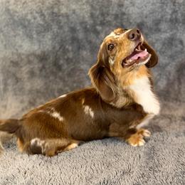 Maggie - Dachshund