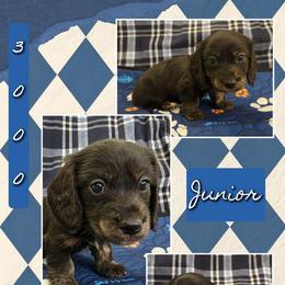 JUNIOR 3000 - Black and cream male Dachshund puppy in Gatesville, Texas from CJ's Dach Dynasty
