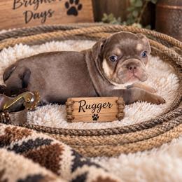 Rugger - Tricolors male French Bulldog puppy in Klamath Falls, Oregon from S-D Frenchies
