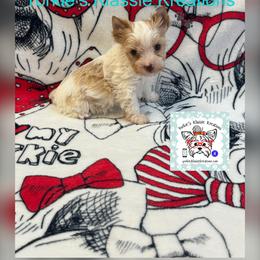 Kiana - Parti female Yorkshire Terrier puppy in Dierks, Arkansas from Yorkie’s Klassie Kreations