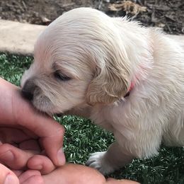 Golden Retriever Puppies from Bennett Goldens