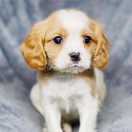 Cavalier King Charles Spaniel and Cavapoo Puppies from Red Skye Cavaliers and Cavapoos