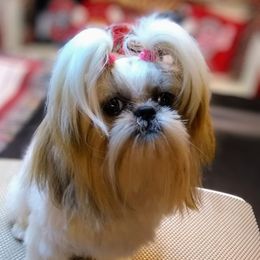Sunny - Shih Tzu