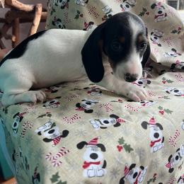 Dachshund Puppies from A&R Dachshund