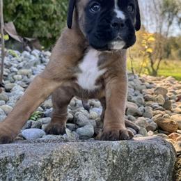 Male 2 - Fawn male Boxer puppy in Wellington, Ohio from Brinkhaven Boxers