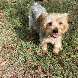 Sadie Mae - Yorkshire Terrier