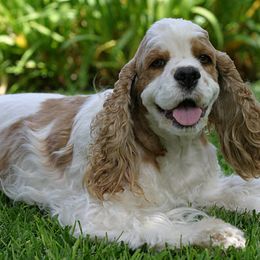 beaker - Cocker Spaniel