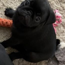 Pugs from Brenda's Pugs