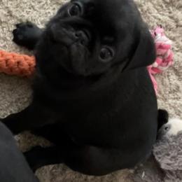 Pugs from Brenda's Pugs
