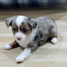 COMET - Blue merle Toy Australian Shepherd puppy in Bixby, Oklahoma from Roeboat Aussies