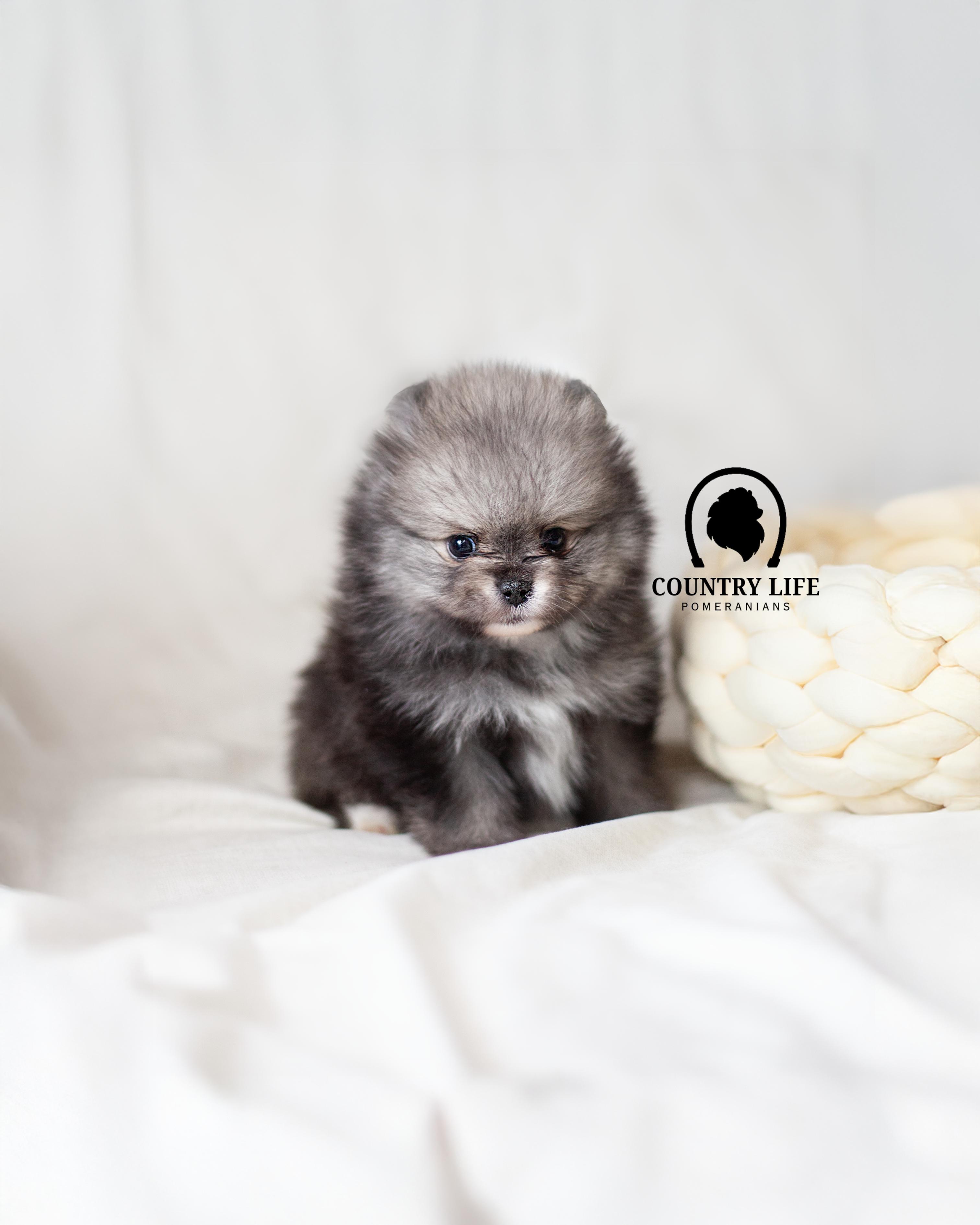 Ken R. Deutsch Country Life Pomeranians in Idaho | Pomeranian puppies | Good Dog
