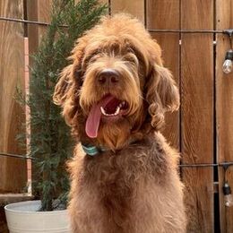 Labradoodles from Caribbean Breeders