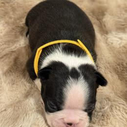 Yellow male - Black brindle and white male Boston Terrier puppy in Madera Acres, California from Muggin Bostons Terriers and Mini Dachshund