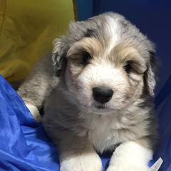 Aussiedoodle Puppies from Mills River Doodles