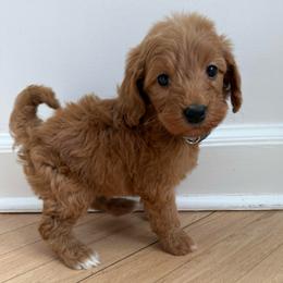 Gray collar male - Red  male Goldendoodle puppy in Ridgewood, New Jersey from Jessie’s Doodles