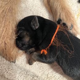 Border Terrier Puppies from Devonwood Border Terriers