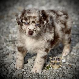 Georgia - female Miniature Australian Shepherd puppy in El Dorado Springs, Missouri from HP Aussie Kennels
