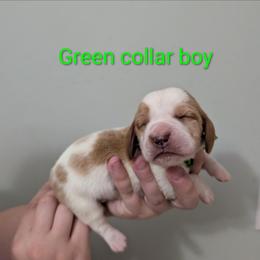 Green Collar - Lemon and white male Basset Hound puppy in Brantley, Alabama from Lindsey's Puppies