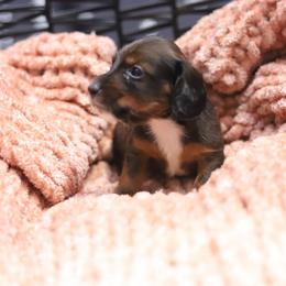 Jager - Red male Dachshund puppy in Eaton, Ohio from Miniature Alphas Dachshunds