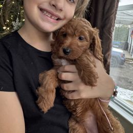 Eve - Red  female Goldendoodle puppy in Rush, New York from Care Bear Puppies